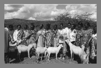 Maasai women and goats
